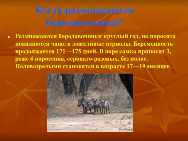 Когда размножаются бородавочники? Размножаются бородавочники круглый год, но поросята появляются чаще в