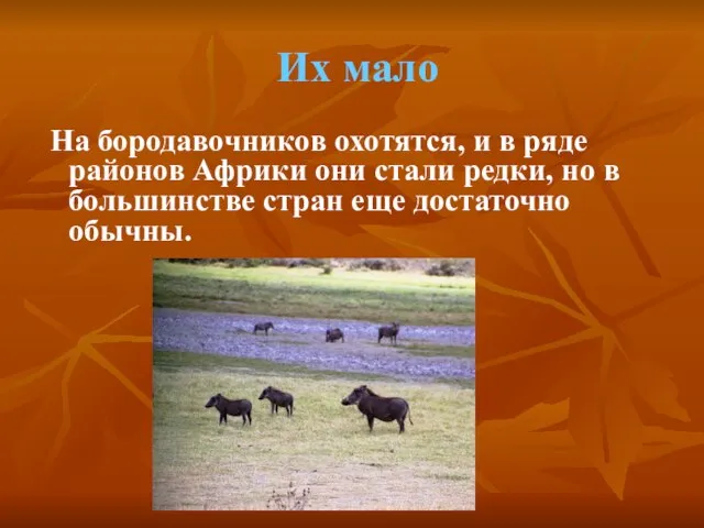 Их мало На бородавочников охотятся, и в ряде районов Африки они стали