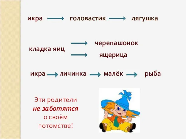 икра головастик лягушка кладка яиц черепашонок ящерица икра личинка малёк рыба Эти