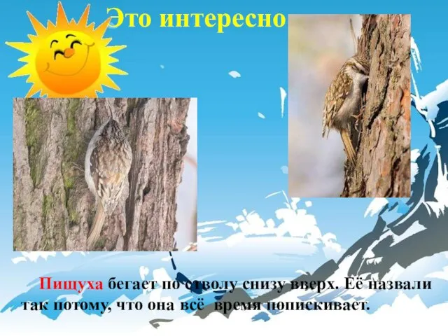 Пищуха бегает по стволу снизу вверх. Её назвали так потому, что она