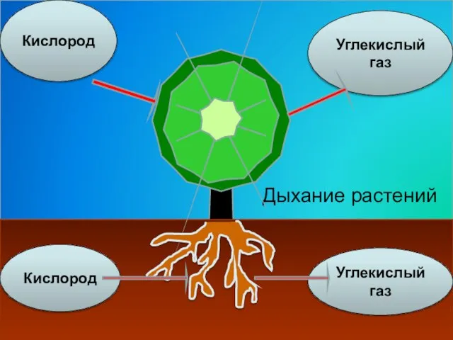 Дыхание растений Углекислый газ Кислород Углекислый газ Кислород