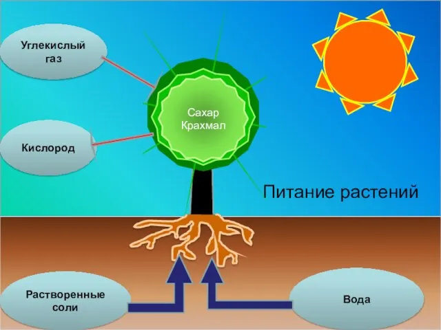 Питание растений Сахар Крахмал Углекислый газ Кислород Растворенные соли Вода