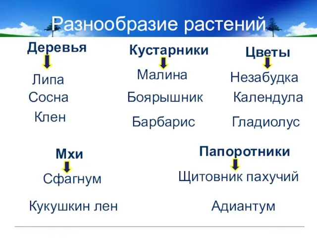 Разнообразие растений Цветы Кукушкин лен Щитовник пахучий Мхи Гладиолус Папоротники Сфагнум Адиантум