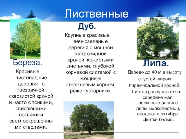 Лиственные Липа. Дерево до 40 м в высоту с густой широко пирамидальной