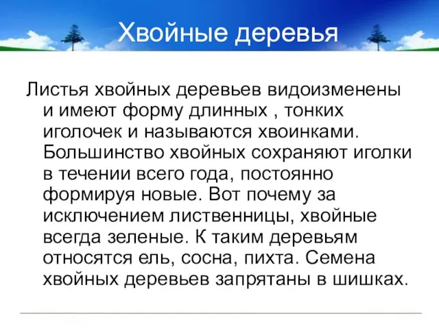 Хвойные деревья Листья хвойных деревьев видоизменены и имеют форму длинных , тонких