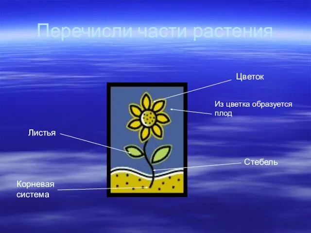 Перечисли части растения Цветок Из цветка образуется плод Листья Стебель Корневая система