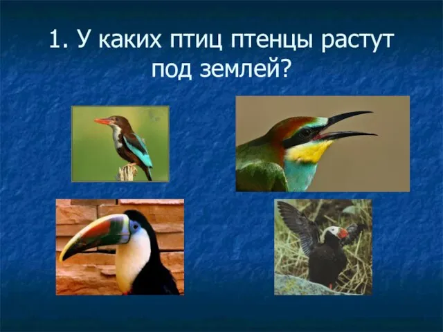1. У каких птиц птенцы растут под землей?