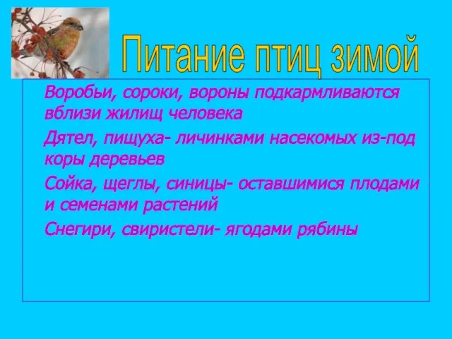 Воробьи, сороки, вороны подкармливаются вблизи жилищ человека Дятел, пищуха- личинками насекомых из-под