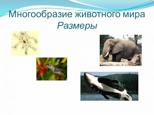 Многообразие животного мира Размеры