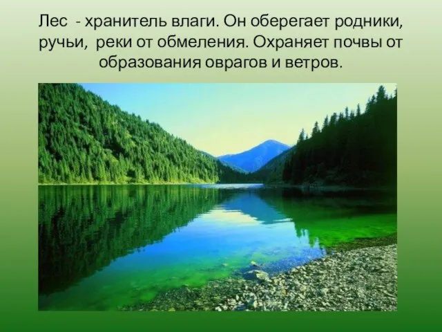 Лес - хранитель влаги. Он оберегает родники, ручьи, реки от обмеления. Охраняет