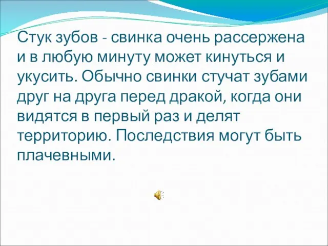 Стук зубов - свинка очень рассержена и в любую минуту может кинуться