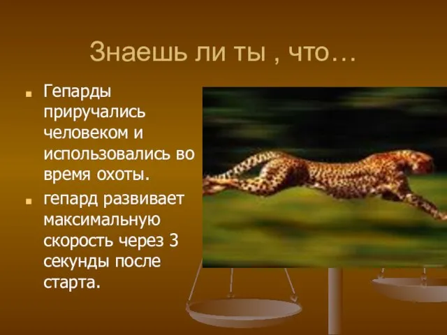 Знаешь ли ты , что… Гепарды приручались человеком и использовались во время