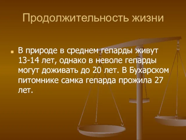 Продолжительность жизни В природе в среднем гепарды живут 13-14 лет, однако в