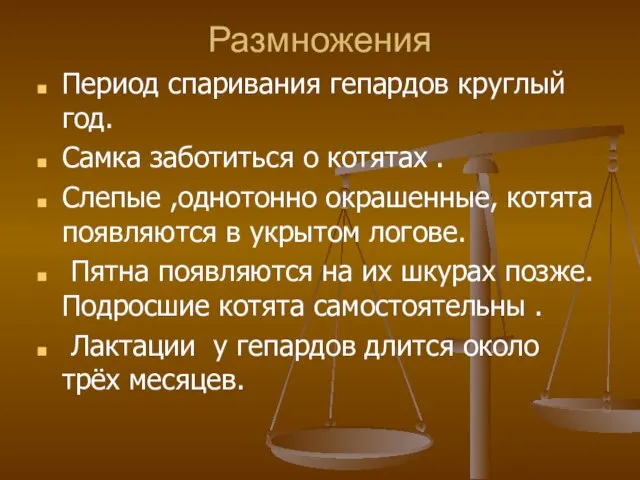 Размножения Период спаривания гепардов круглый год. Самка заботиться о котятах . Слепые