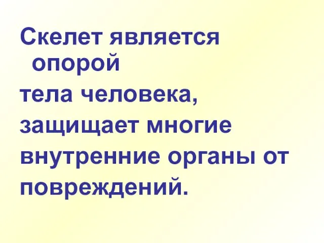 Скелет является опорой тела человека, защищает многие внутренние органы от повреждений.