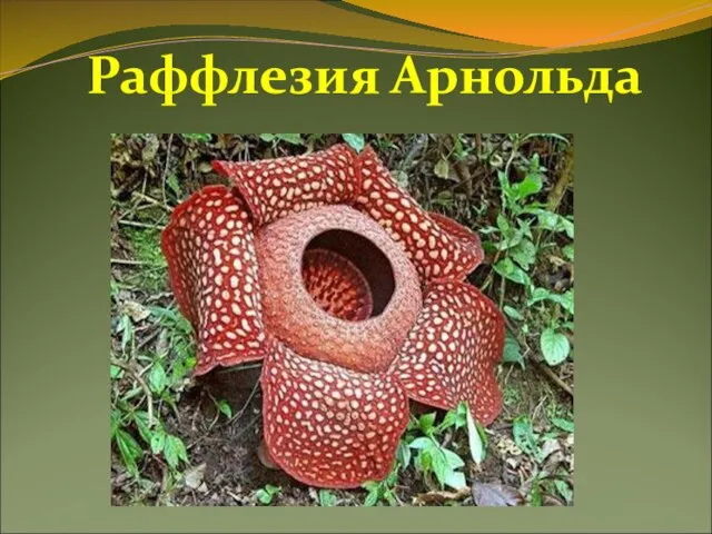 Раффлезия Арнольда