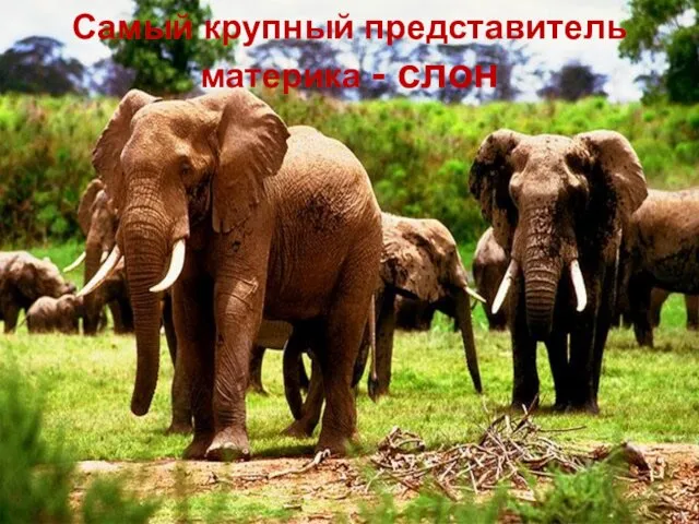 Самый крупный представитель материка - слон