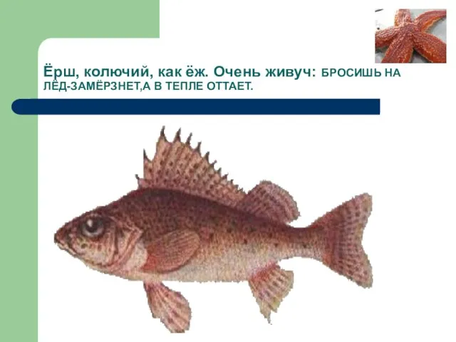 Ёрш, колючий, как ёж. Очень живуч: БРОСИШЬ НА ЛЁД-ЗАМЁРЗНЕТ,А В ТЕПЛЕ ОТТАЕТ.