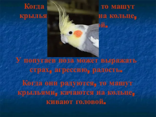 У попугаев поза может выражать страх, агрессию, радость. Когда они радуются, то