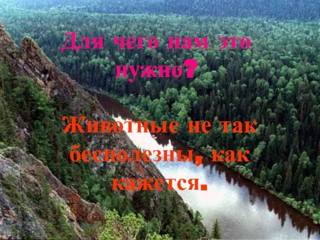 Для чего нам это нужно? Животные не так бесполезны, как кажется.