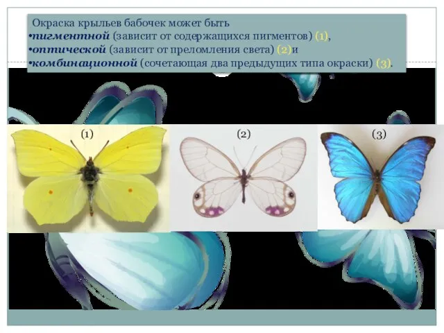 Окраска крыльев бабочек может быть пигментной (зависит от содержащихся пигментов) (1), оптической