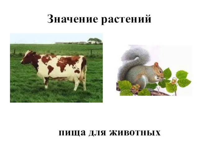 Значение растений пища для животных