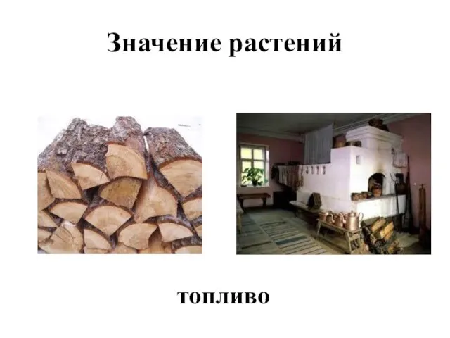 Значение растений топливо