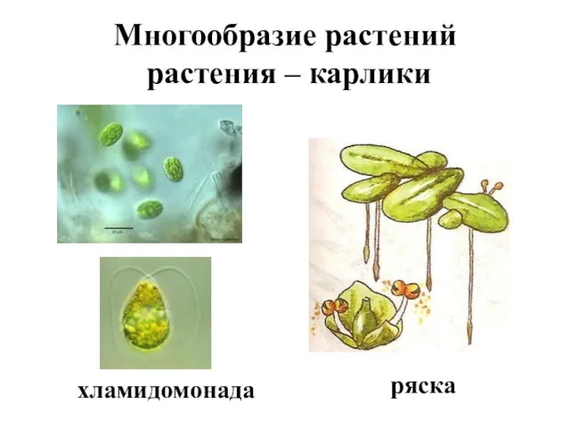 Многообразие растений растения – карлики ряска хламидомонада