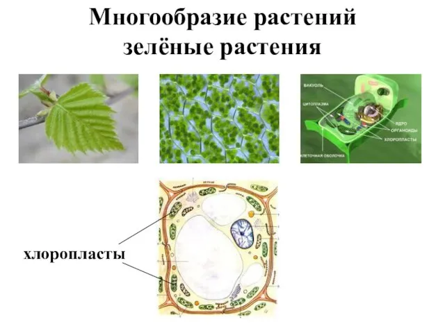 Многообразие растений зелёные растения хлоропласты