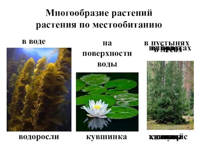 Многообразие растений растения по местообитанию в воде водоросли на поверхности воды кувшинка