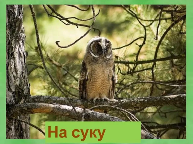 На суку сова.