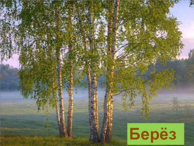 Берёзы