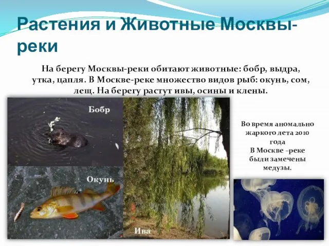 Растения и Животные Москвы-реки На берегу Москвы-реки обитают животные: бобр, выдра, утка,