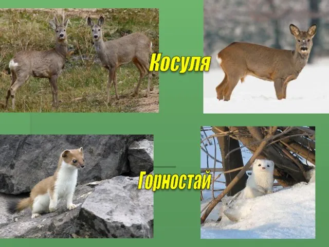 Косуля Горностай