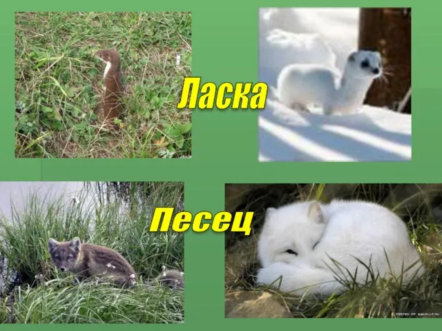 Ласка Песец