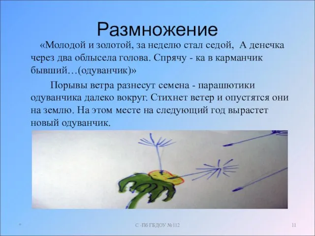 Размножение «Молодой и золотой, за неделю стал седой, А денечка через два