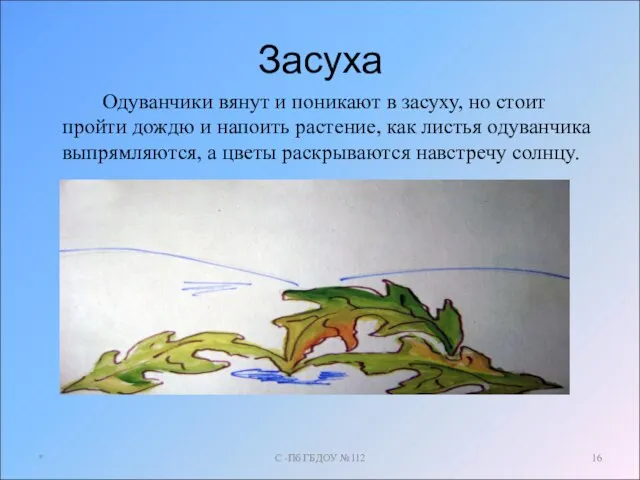 Засуха Одуванчики вянут и поникают в засуху, но стоит пройти дождю и