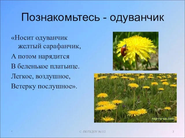 Познакомьтесь - одуванчик «Носит одуванчик желтый сарафанчик, А потом нарядится В беленькое