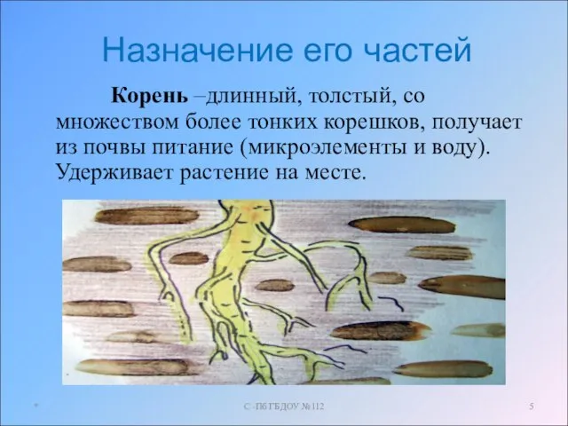 Назначение его частей Корень –длинный, толстый, со множеством более тонких корешков, получает