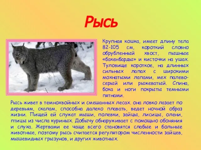 Рысь Крупная кошка, имеет длину тела 82-105 см, короткий словно обрубленный хвост,