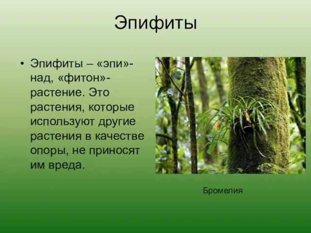 Эпифиты Эпифиты – «эпи»-над, «фитон»- растение. Это растения, которые используют другие растения