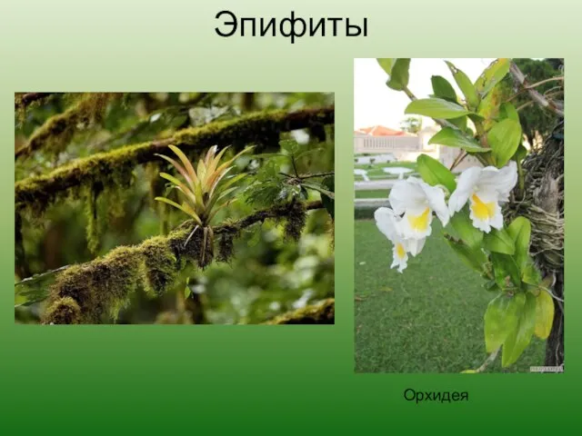 Эпифиты Орхидея