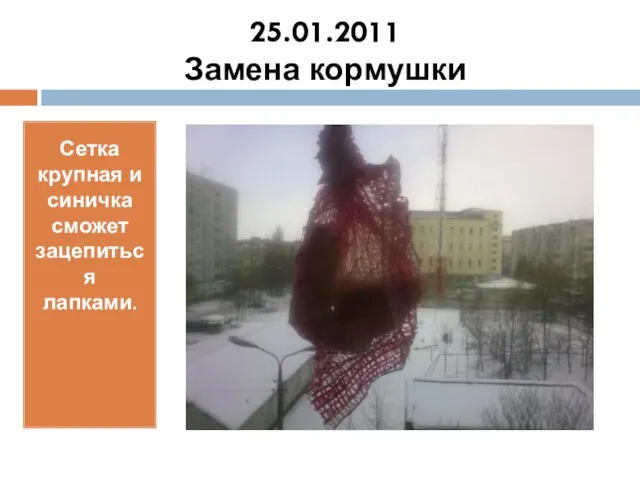 25.01.2011 Замена кормушки Сетка крупная и синичка сможет зацепиться лапками.