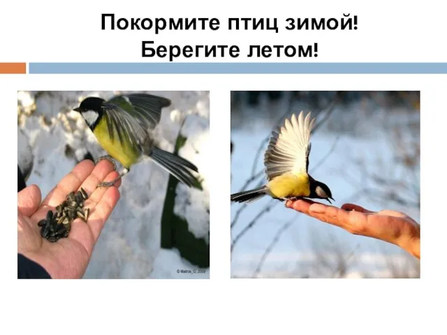 Покормите птиц зимой! Берегите летом!