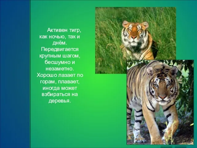 Активен тигр, как ночью, так и днём. Передвигается крупным шагом, бесшумно и