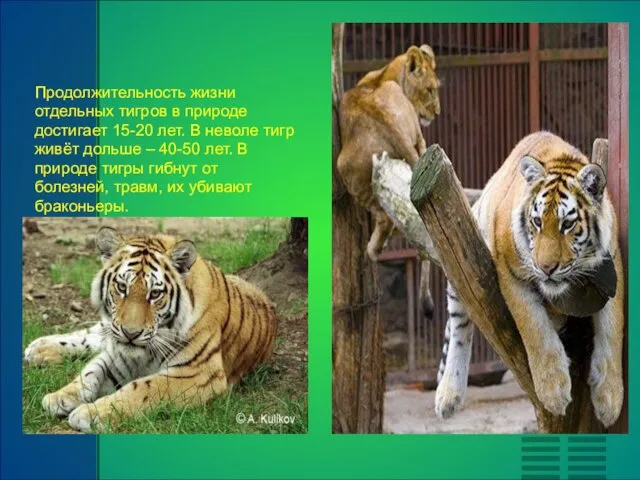 Продолжительность жизни отдельных тигров в природе достигает 15-20 лет. В неволе тигр