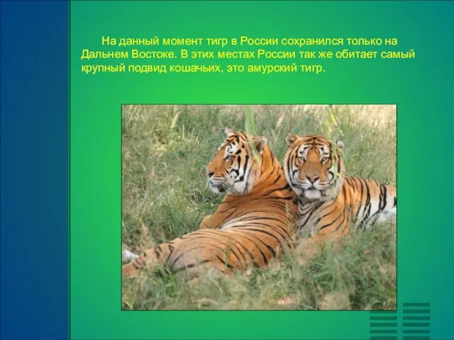 На данный момент тигр в России сохранился только на Дальнем Востоке. В