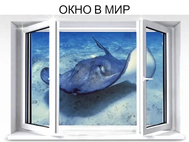 ОКНО В МИР