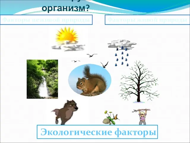 Что окружает организм? Факторы живой природы Факторы неживой природы Экологические факторы