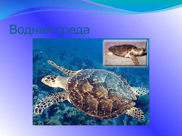 Водная среда